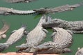 Crocodiles alligators in the river in North Africa