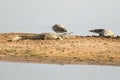 Crocodiles on the banks of the river in sOUTH lUANGWA, zAMBIA