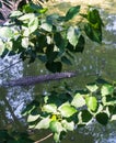 Crocodiles bask in sun. Alligator in the pond. Crocodile farm. Cultivation carnivore of crocodiles. Crocodile sharp teeth Royalty Free Stock Photo