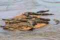 Crocodiles Basking in the Sun in Kruger National Park