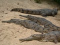 Crocodiles on the beach Royalty Free Stock Photo