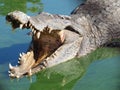 Crocodiles close up in Thailand