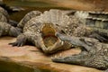 Crocodiles are cooling down with mouth open