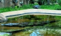 Crocodiles cooling off in and near water body