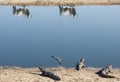 Crocodiles and cows on the river