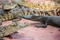 Crocodiles at Crocodile Farm in Thailand Royalty Free Stock Photo