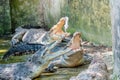 Crocodiles eating chicken meat during feeding time at the mini zoo crocodile farm Royalty Free Stock Photo