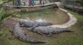 Crocodiles in enclosure