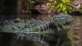 crocodiles face on the water surface, close-up in the natural conditions of the jungle g