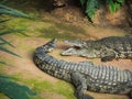 Crocodiles in the farm of crocodiles at Pierrelatte in the department of DrÃ´me in France