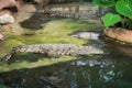 Crocodiles in the farm of crocodiles at Pierrelatte in the department of DrÃ´me in France