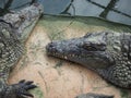 Crocodiles in the farm of crocodiles at Pierrelatte in the department of DrÃ´me in France