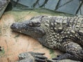 Crocodiles in the farm of crocodiles at Pierrelatte in the department of DrÃ´me in France