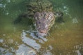 Crocodiles in the farm of crocodiles at Pierrelatte in the department of DrÃ´me in France