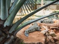 Crocodiles in the farm of crocodiles at Pierrelatte in the department of DrÃ´me in France