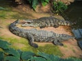 Crocodiles in the farm of crocodiles at Pierrelatte in the department of DrÃ´me in France