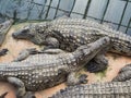 Crocodiles in the farm of crocodiles at Pierrelatte in the department of DrÃ´me in France