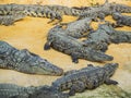 Crocodiles in the farm of crocodiles at Pierrelatte in the department of DrÃ´me in France