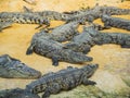 Crocodiles in the farm of crocodiles at Pierrelatte in the department of DrÃ´me in France