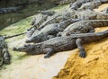 Crocodiles in the farm of crocodiles at Pierrelatte in the department of DrÃ´me in France