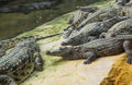 Crocodiles in the farm of crocodiles at Pierrelatte in the department of DrÃ´me in France