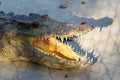 A crocodiles in a farm, Thailand. Crocodie Royalty Free Stock Photo