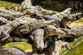 A crocodiles in a farm,Thailand Royalty Free Stock Photo