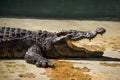 A crocodiles in a farm,Thailand Royalty Free Stock Photo