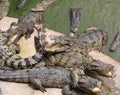 Crocodiles on a farm, Thailand Pattaya