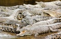 Crocodiles farmed for meat in conservation effort