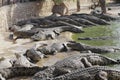 Crocodiles gathered for feeding, they are waiting for food Royalty Free Stock Photo