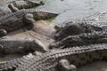 Crocodiles gathered for feeding, they are waiting for food Royalty Free Stock Photo