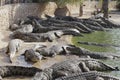 Crocodiles gathered for feeding, they are waiting for food Royalty Free Stock Photo