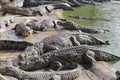 Crocodiles gathered for feeding, they are waiting for food Royalty Free Stock Photo