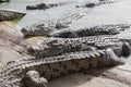 Crocodiles gathered for feeding, they are waiting for food Royalty Free Stock Photo
