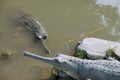 Crocodiles gavial Lat. Gavialis gangeticus