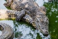 Crocodiles grouped together cooling off in the shade