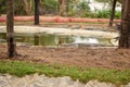 Crocodiles in Jungle/Zoo Park,wildlife Stock Photograph Image