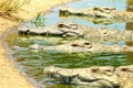 Crocodiles - Kariba Lake, Zimbabwe