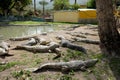 Crocodiles in the kennel Hamat Gader
