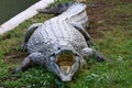 Crocodiles live by the river in the nursery