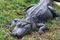 Crocodiles live by the river in the nursery