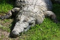 Crocodiles live by the river in the nursery