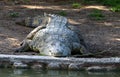 Crocodiles live by the river in the nursery