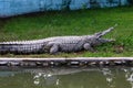 Crocodiles live by the river in the nursery