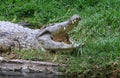 Crocodiles live by the river in the nursery