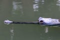 Crocodiles live by the river in the nursery