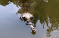 Crocodiles live by the river in the nursery