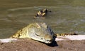 Crocodiles live by the river in the nursery