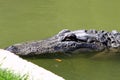 Crocodiles live by the river in the nursery